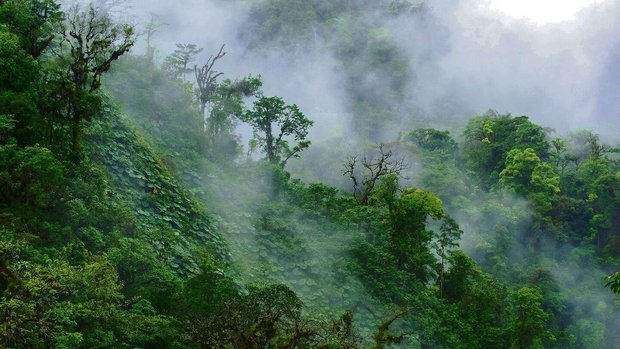 Nebelwald in Costa Rica, wo Wolken abregnen.