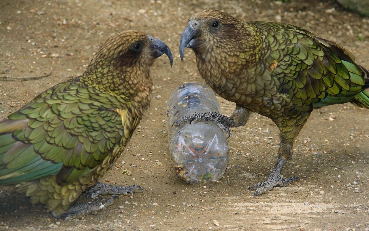 Zwei Keas aus Neuseeland klauben im Walter Zoo Quellfutter aus der Flasche. 