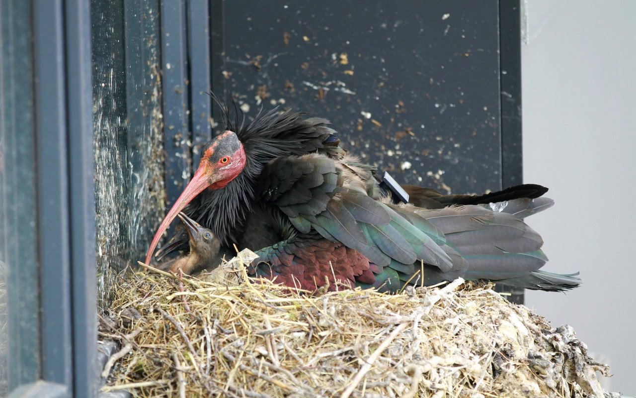 Waldrapp-Nest in Rümlang.