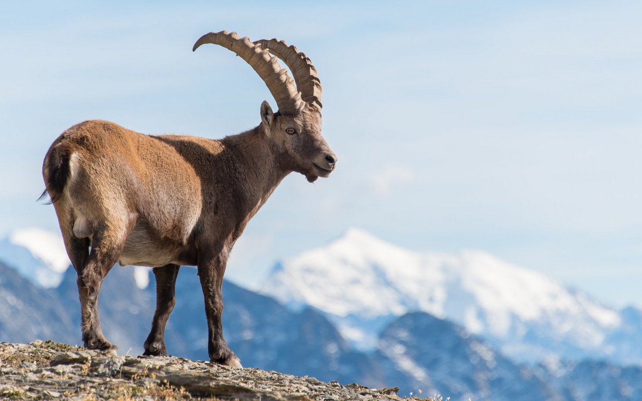 Die Walliser Wildhut zählte 2024 über 7000 Steinböcke im Kanton – ein Rekordwert!