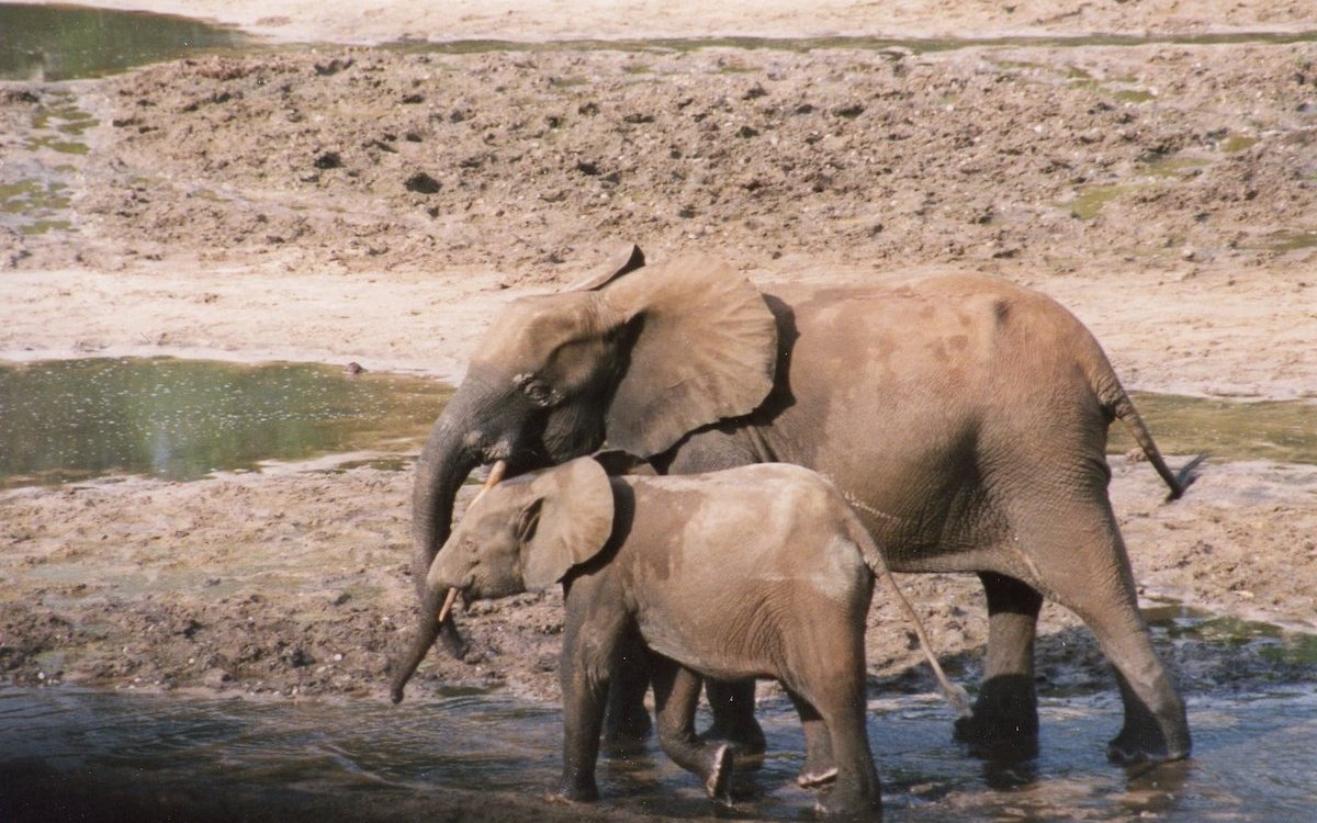 Waldelefanten mit runden Ohren können auf Naturreisen auf Lichtungen mitten im zentralafrikanischen Regenwald beobachtet werden. 
