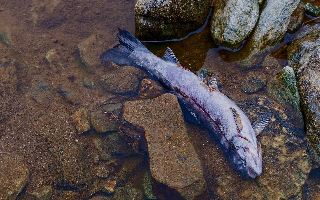 Gelangt Gülle in Gewässer, so kann dies ein massives Fischsterben auslösen.