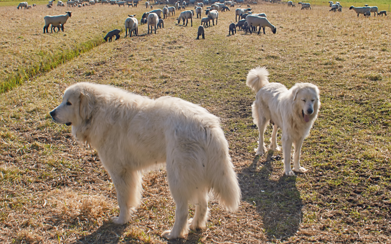 Pro Jahr gehen 100 neue Hunde in den Einsatz.