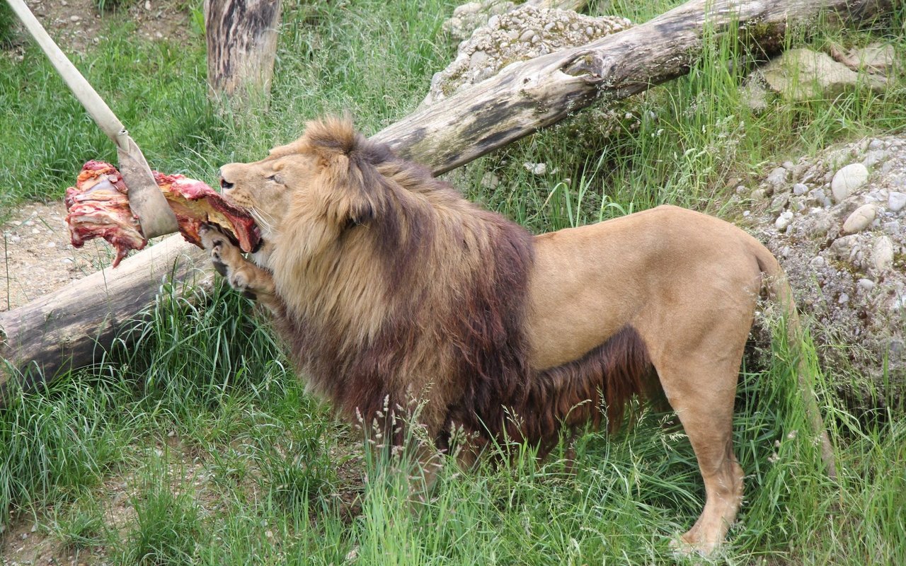 Der Berberlöwen hat eine schwarze Mähne, die sich bis zur Leiste zieht, was hier bei Atlas im Walter Zoo in Gossau gut ersichtlich ist. 