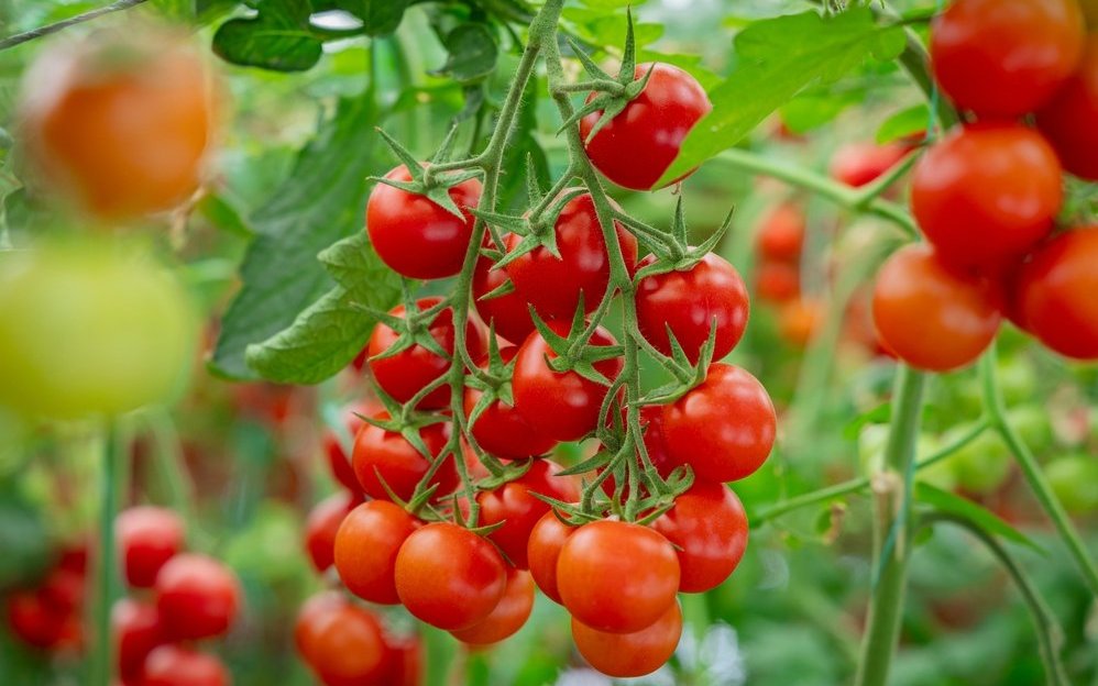 Eine Vielfalt an Tomaten: Auf dem Eisathhof wachsen über 120 verschiedene Tomatensorten, von klein bis groß, in allen Farben und Geschmacksrichtungen – ein wahrer Genuss aus nachhaltigem Anbau.