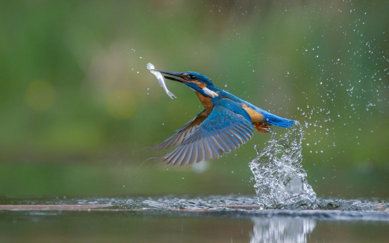 Eisvögel wollen ihre Zukünftige mit einem leckeren Fisch umwerben. 