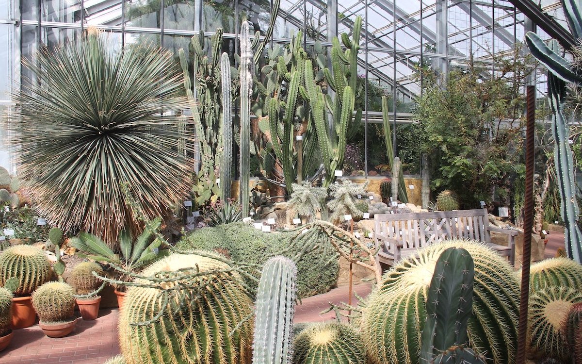 Sukkulenten im Botanischen Garten von Kiel. 