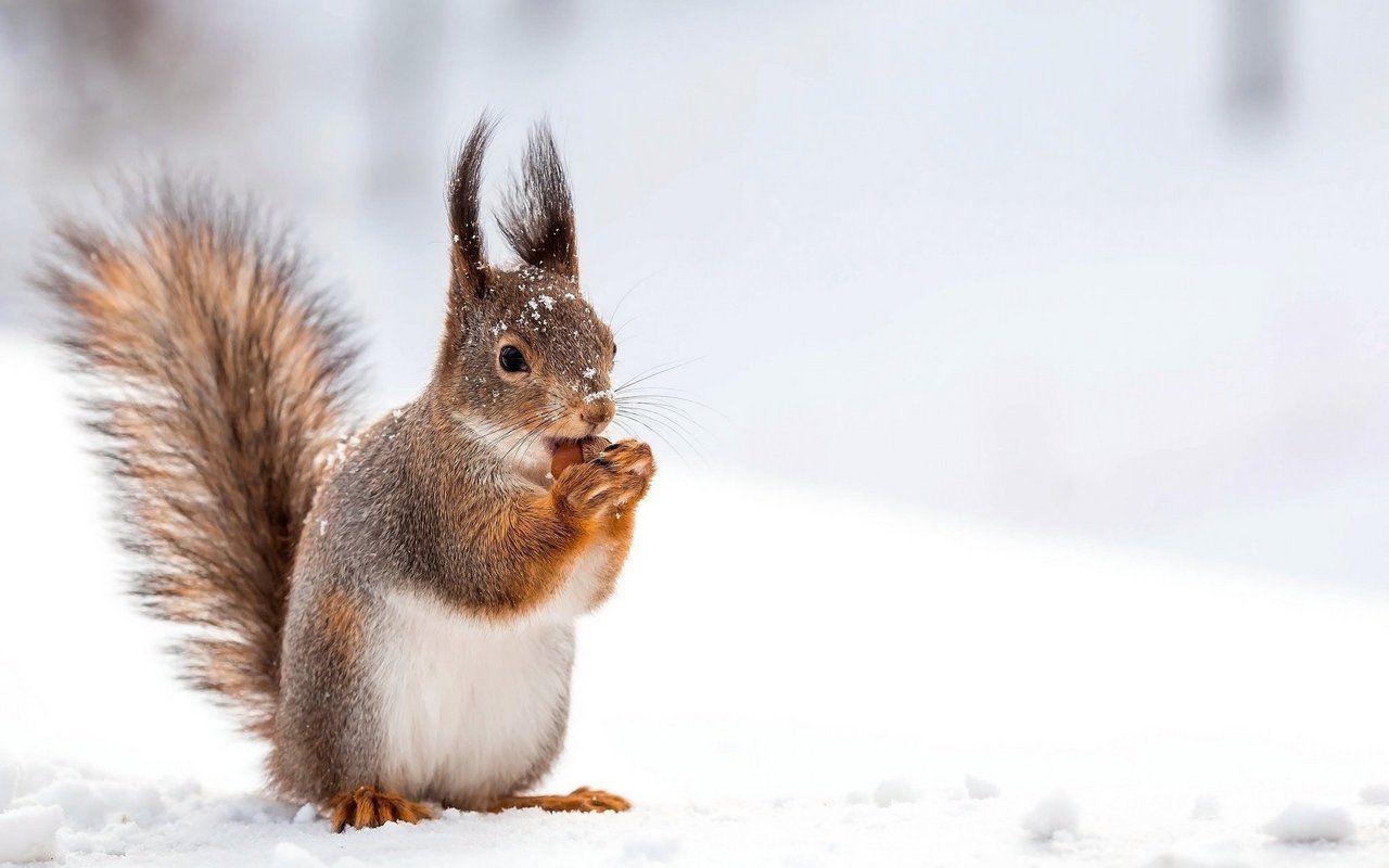 Im Winter halten Eichhörnchen regelmässig Winterruhe, unterbrechen diese jedoch immer wieder, um Nahrung zu suchen.