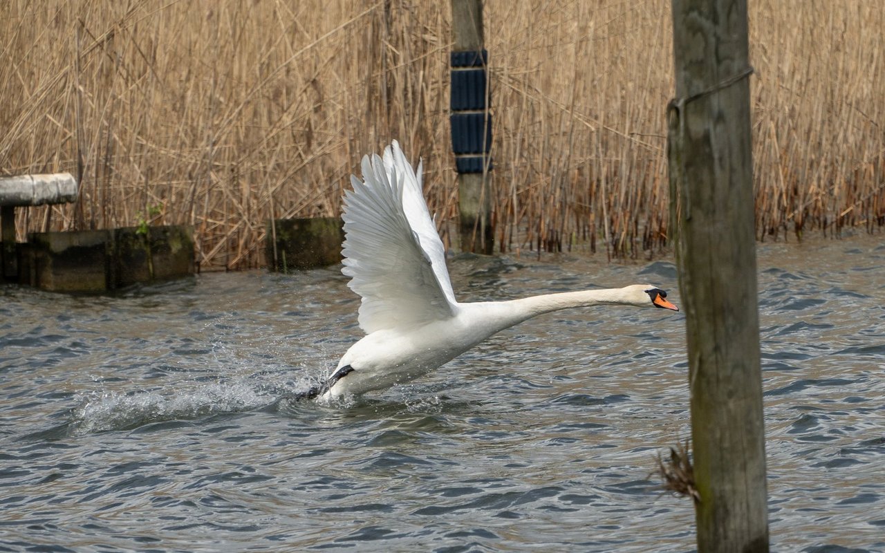 Ein Höckerschwan beim Abflug.