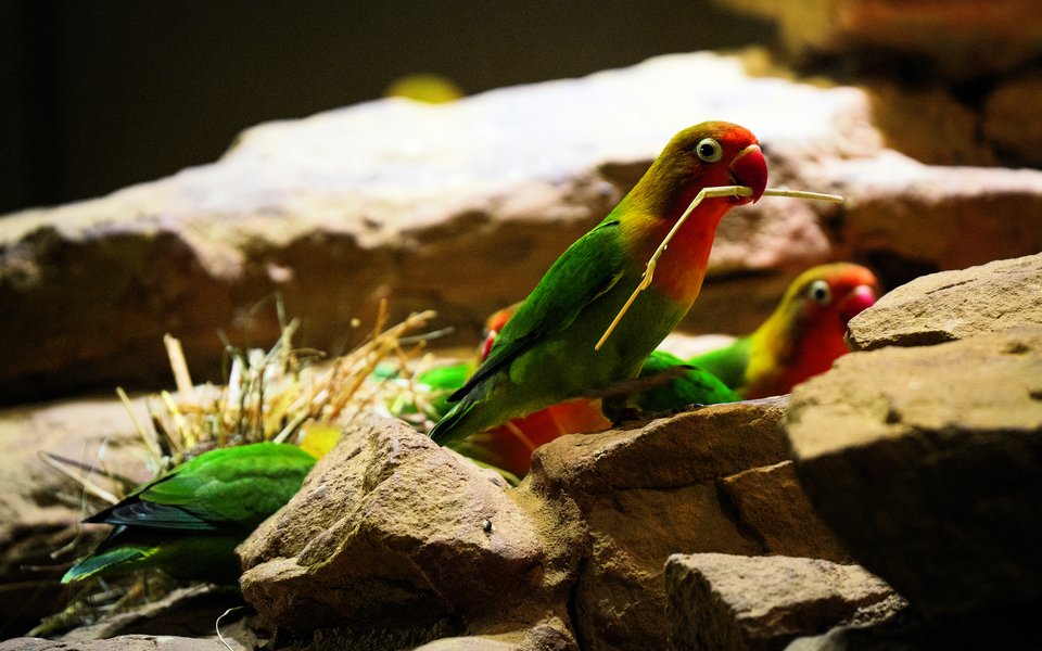 In der Natur in der Savanne Tansanias? Nein, Pfirsichköpfchen im Savannenhaus des Walter Zoos fliegen auf Steine und beschäftigen sich mit natürlichen Materialien.