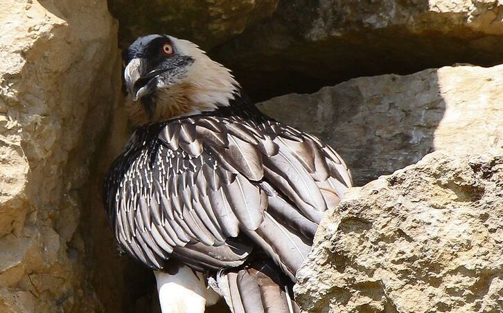 Bartgeier werden im Zoo La Garenne in einer Grossvoliere gehalten. 