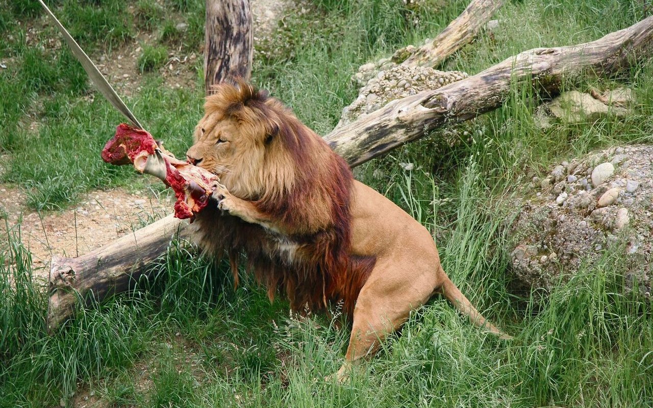 Der Berberlöwe reisst Fleisch.