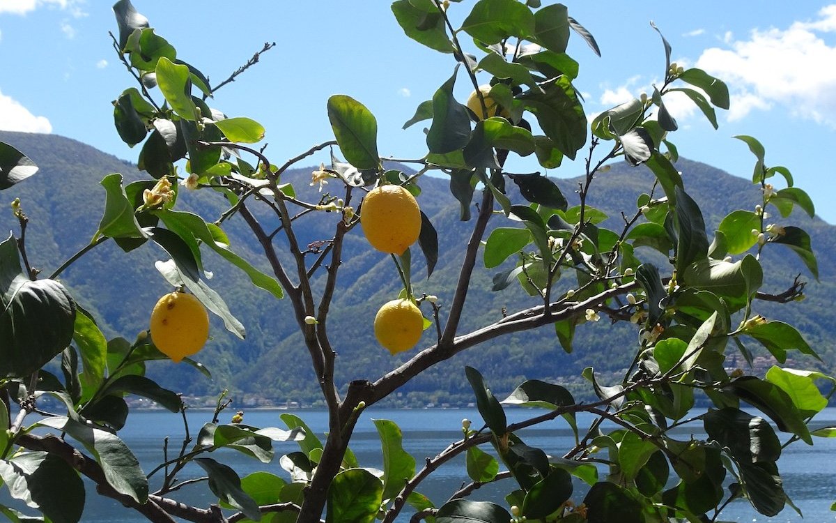 Zitrusbäume zaubern mediterranes Flair auf die Brissago-Insel. 