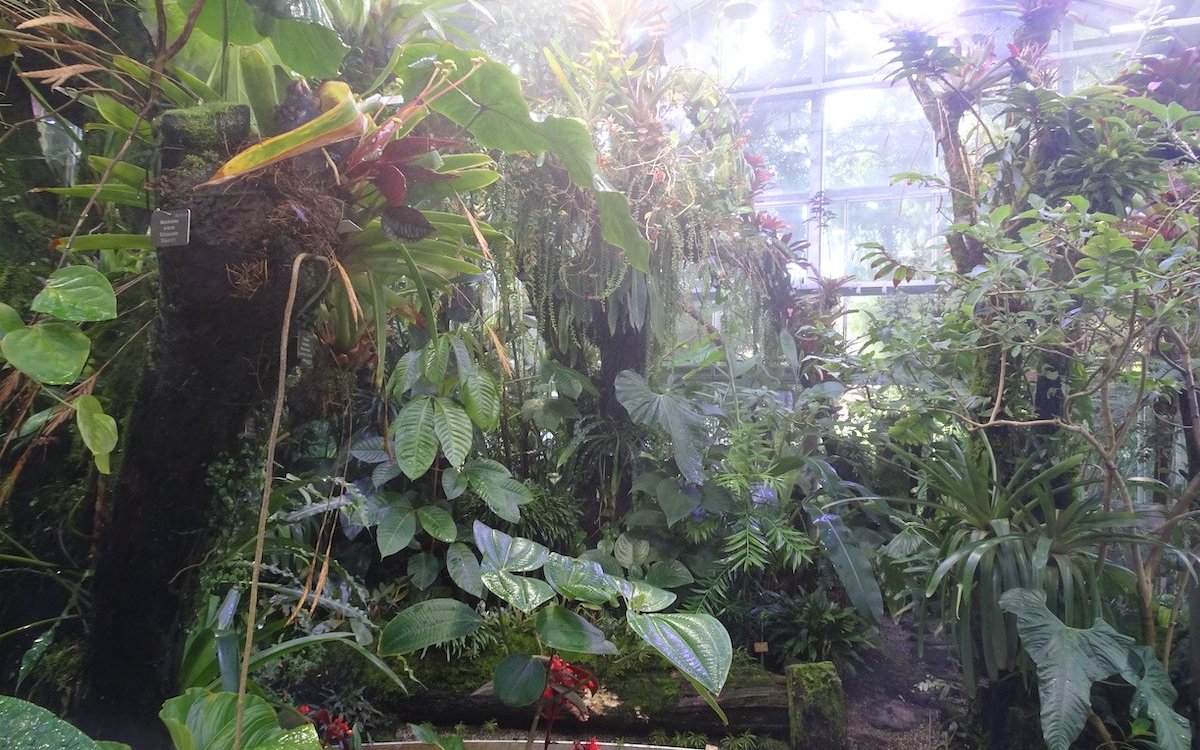 Das Bergnebelwaldhaus im Botanischen Garten Basel ist einmalig. 