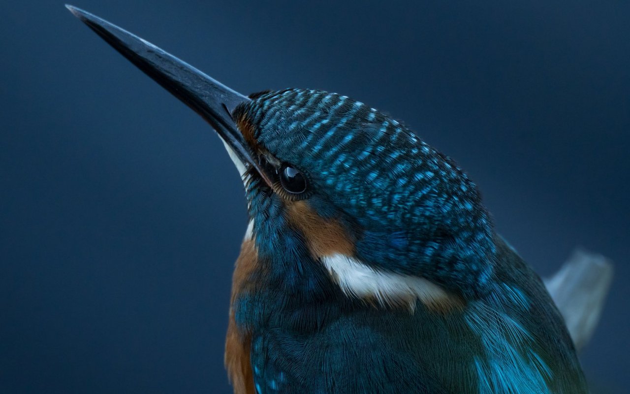 Der Eisvogel ist wahrlich ein fotogener Magnet für Vogelliebhaber.