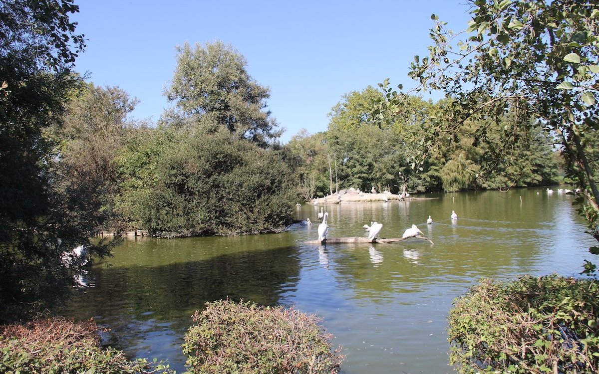 Teich mit Krauskopfpelikanen des Parc des Oiseaux in Villars-les-Dombes in Frankreich. 