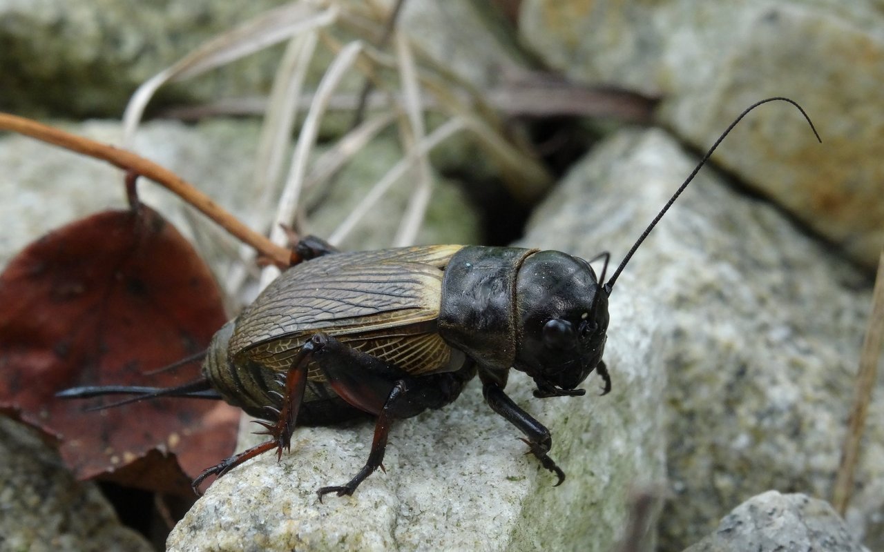 Die Feldgrille (Gryllus campestris) 