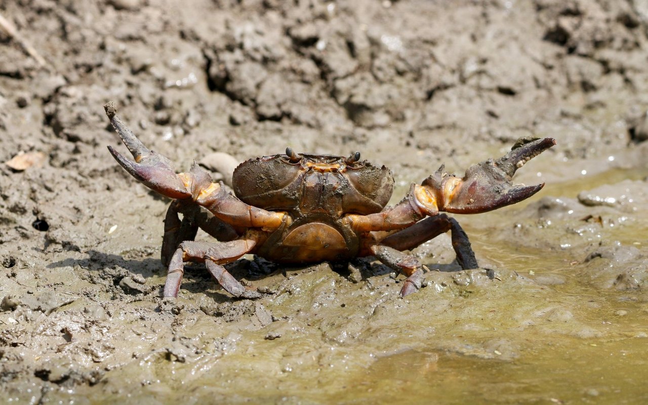 Süsswasserkrabben (Potamon ibericum) gehören zu jenen Süsswassertieren, die als stark gefährdet gelten.