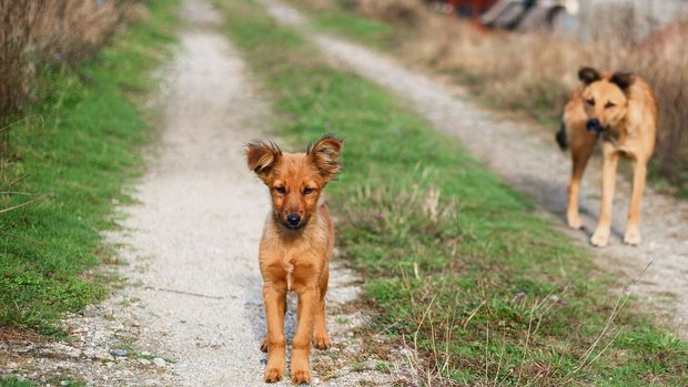 In Rumänien wird nach gut vermittel-baren Hunden gesucht, die dem Menschen gegenüber aufgeschlossen sind.