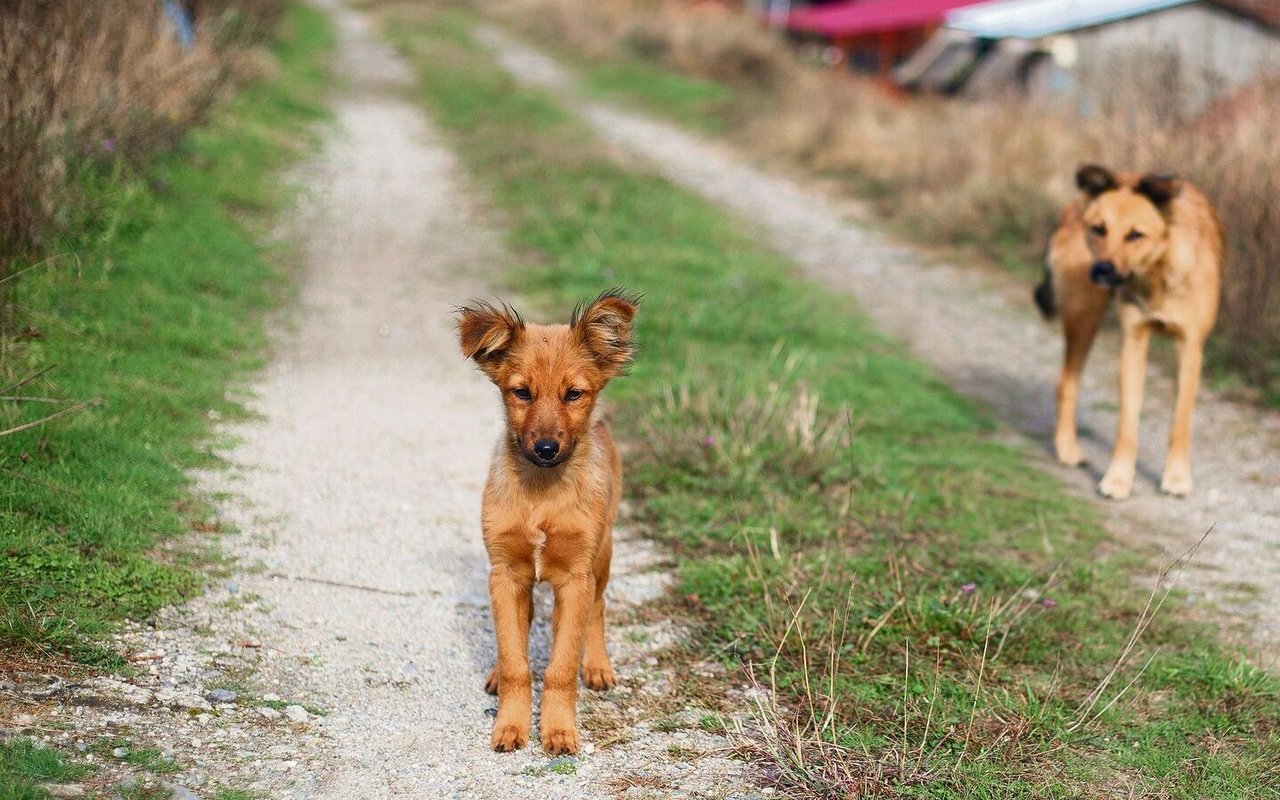 In Rumänien wird nach gut vermittelbaren Hunden gesucht, die dem Menschen gegenüber aufgeschlossen sind.