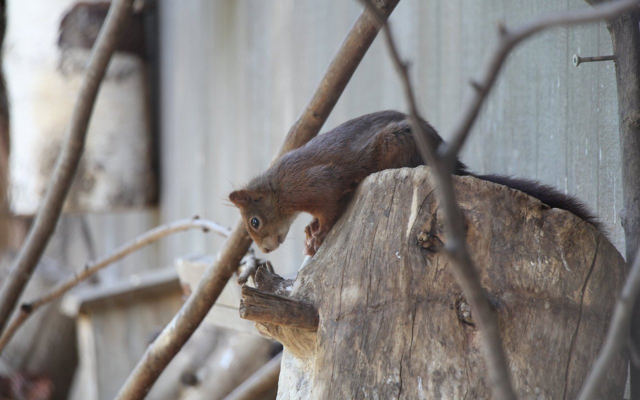 Ein blindes Eichhörnchen hat Aufnahme im Zoo la Garenne gefunden. 