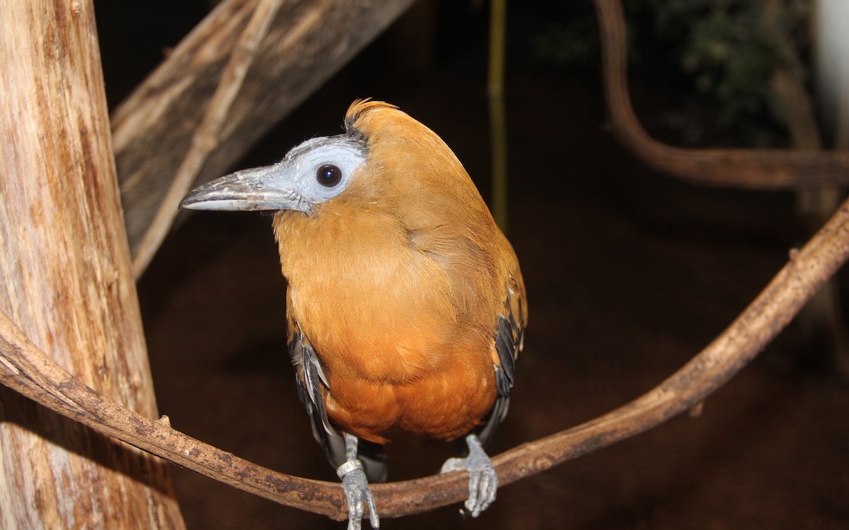 Der seltene Kapuzinervogel gehört zu den Kotingas aus Südamerika und lebt im Parc des Oiseaux in Villars-les-Dombes. 