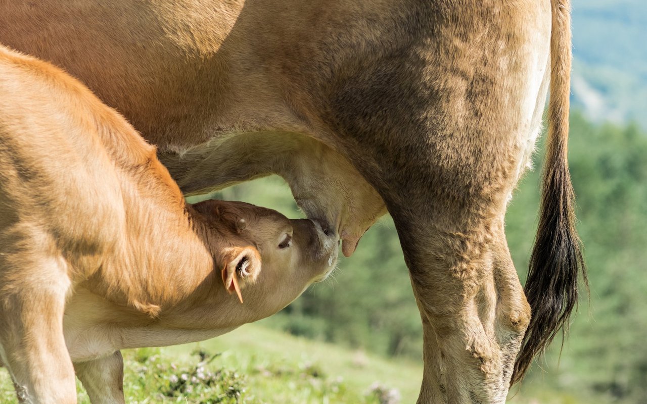 Auf den meisten Betrieben werden Mutter und Kalb getrennt. Nicht so bei MuKa-Betrieben – da darf das Kalb mehrere Monate bei der Mutter bleiben. 