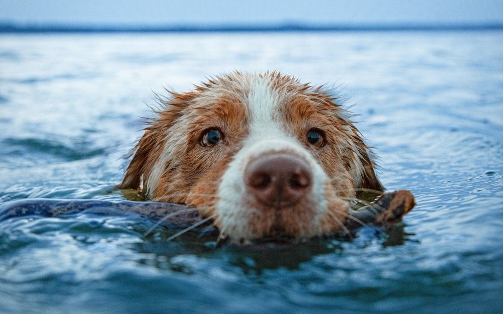 Wenn sich ein Hund mit Blaualgen vergiftet hat, treten die Symptome innerhalb kurzer Zeit auf. Der Hund neigt dann zu vermehrtem Speichelfluss, Hecheln, Zittern, Krämpfen, Durchfall und Erbrechen. 