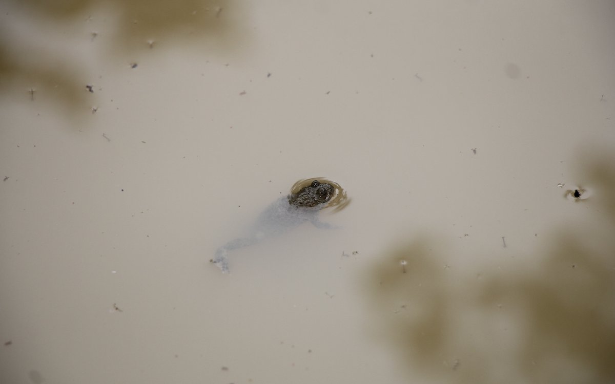 Eine Gelbbauchunke schwimmt durch trübes Wasser im Tümpel mitten im Chestenbergwald. 