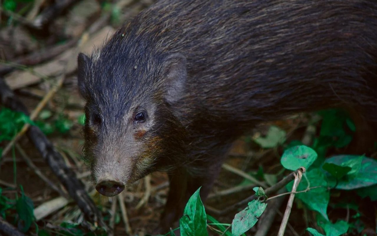 Zwergwildschwein.