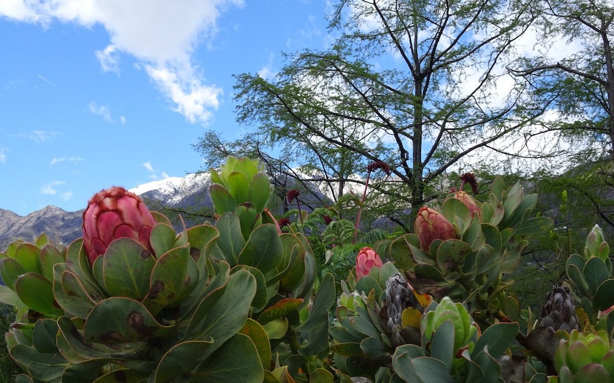 Die besondere Vegetation Südafrikas mit Proteas wächst hervorragend auf der Brissago-Insel. 
