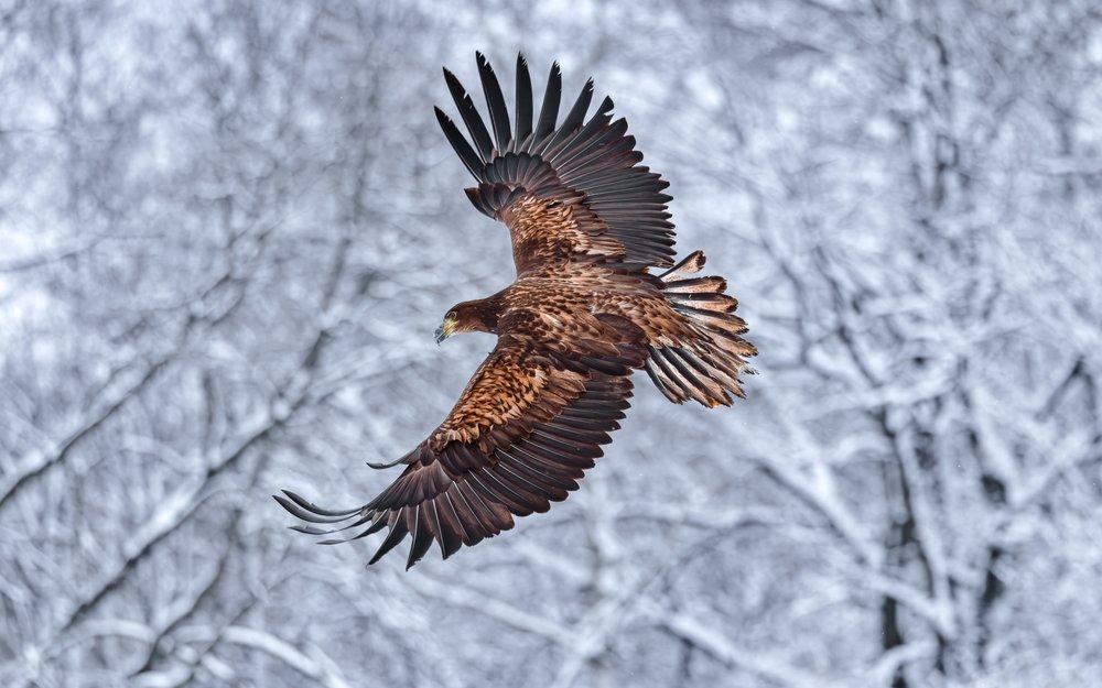 Forschende des Max-Planck-Instituts für Verhaltensbiologie in Konstanz haben in Zusammenarbeit mit der Schweizerischen Vogelwarte in der Schweiz und der Universität Wien in Österreich die Flugrouten von Steinadlern analysiert. 