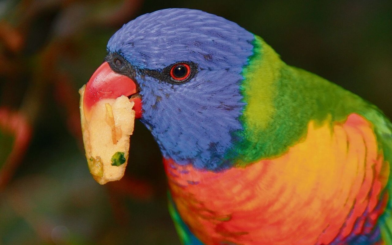 Vögel wie dieser Gebirgslori sehen auch ultraviolettes Licht.