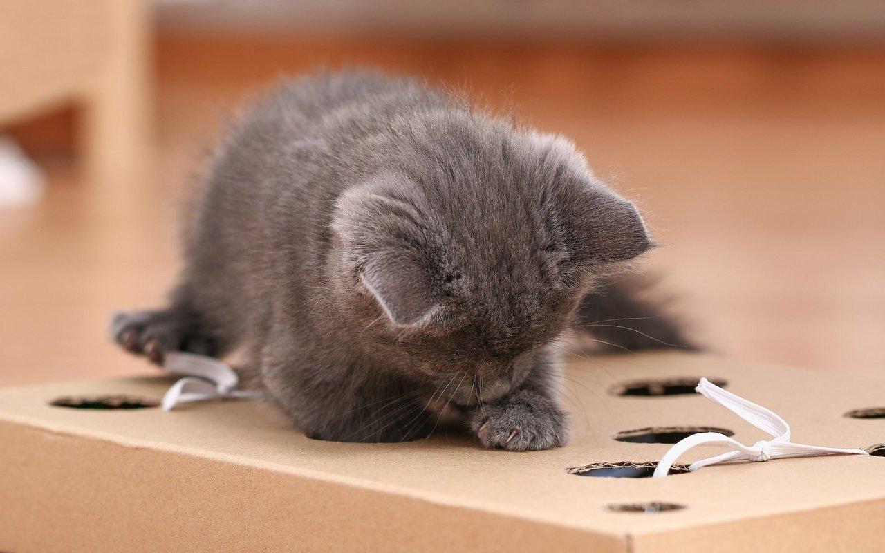 Ein Karton mit Löchern wird zum Spielparadies für Katzen.