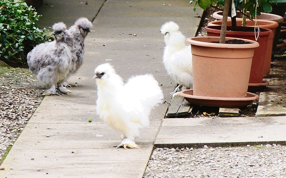 Flauschige Seidenhühner tummeln sich im Garten von Charlotte Gautschi. 