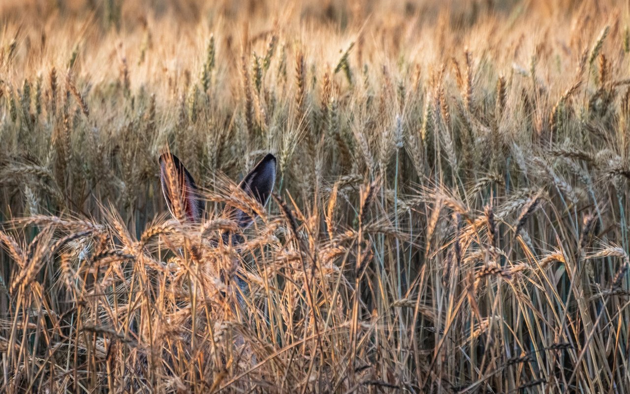 Im Schweizer Flachland sinken die Bestände des Feldhasen. Nur wer ganz genau hinschaut, kann die gut getarnten Tiere entdecken. 