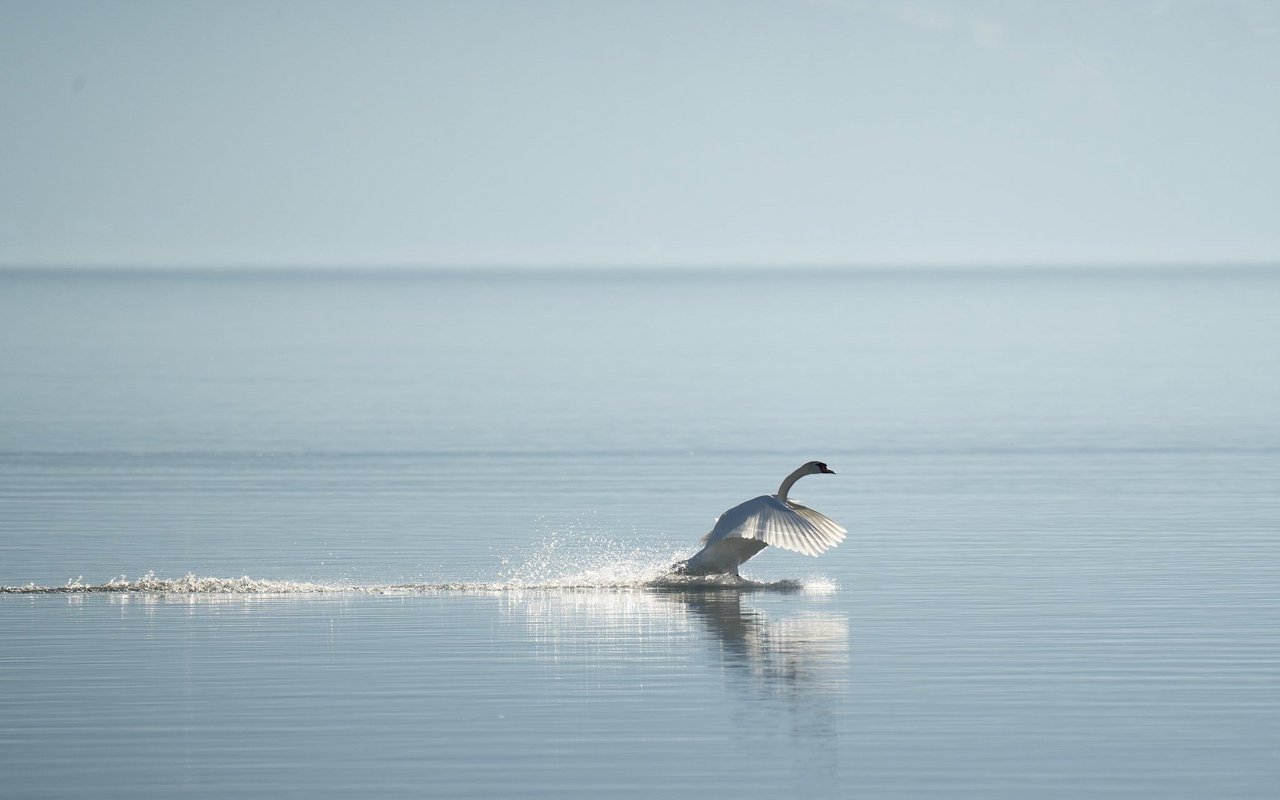 Ein Höckerschwan landet gekonnt auf dem Thunersee.