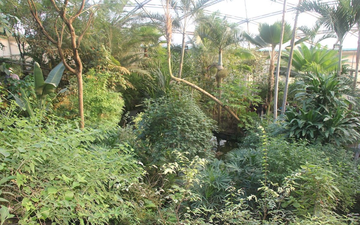 Wie im echten Regenwald: Die Halle Jungle-Trek im Papiliorama in Kerzers. 