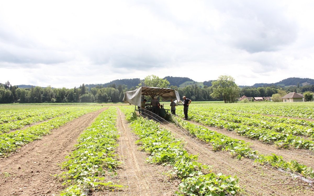 Die Ernte der Essiggurken auf den Feldern des Landwirts Simon Lehmann in Lützelflüh-Goldbach (BE). 