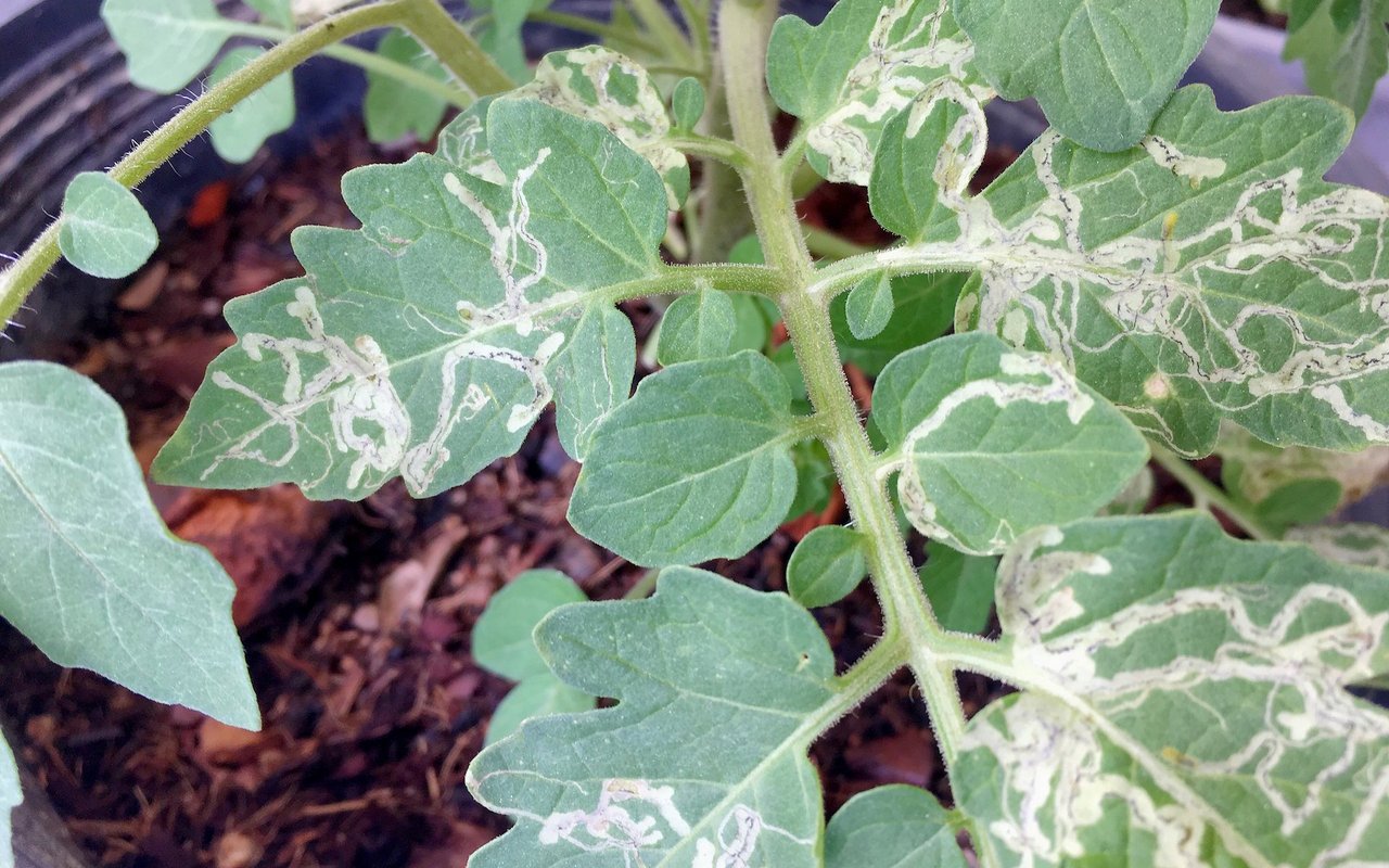 Die Frassspuren in den Tomatenblättern weisen auf die Anwesenheit von minierenden Larven hin.