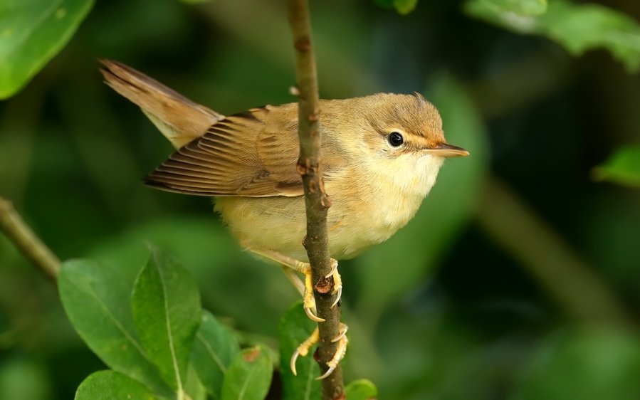 Der Fitislaubsänger ist als Zugvogel auf tadelloses Gefieder angewiesen. Durch die Mauser wird es erneuert. 