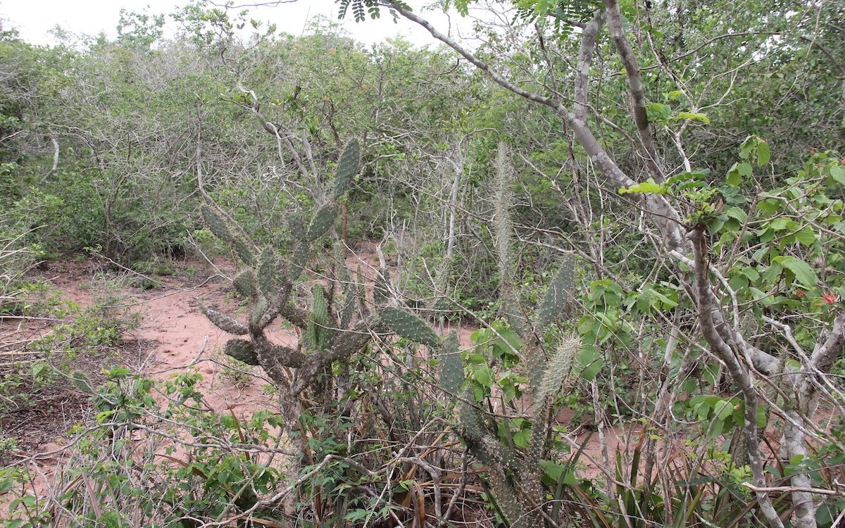 Die Caatinga im Nordosten Brasiliens ist eine Dornbuschsavanne mit Kakteenbewuchs. Es regnet nur sehr selten und wenig. 