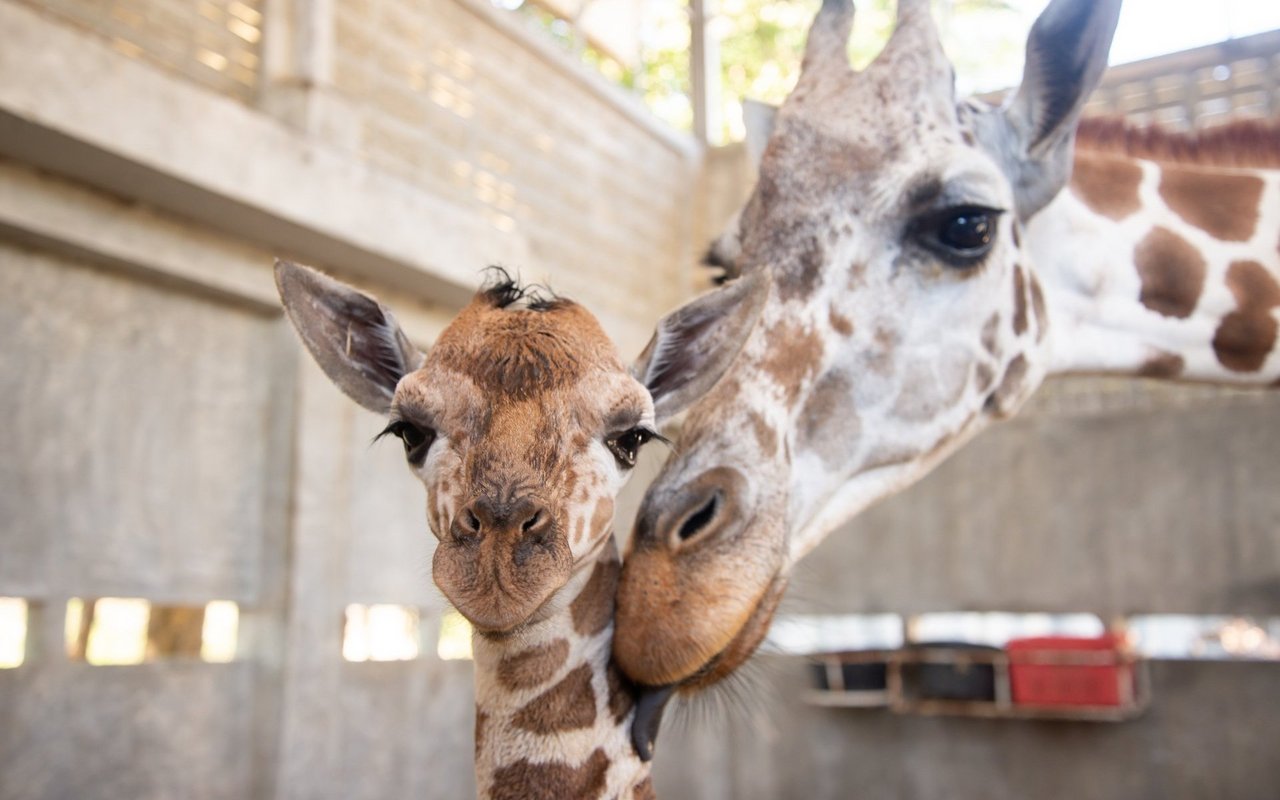 Im Basler Zoo und in Knies Kinderzoo haben Giraffenjunge das Licht der Welt erblickt. 