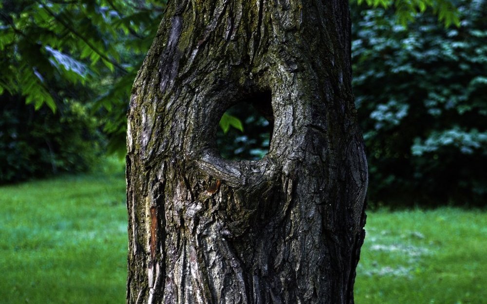 In alten Bäumen bilden sich Höhlungen, sogenannte Dendrotelme. Darin sammelt sich Wasser. 