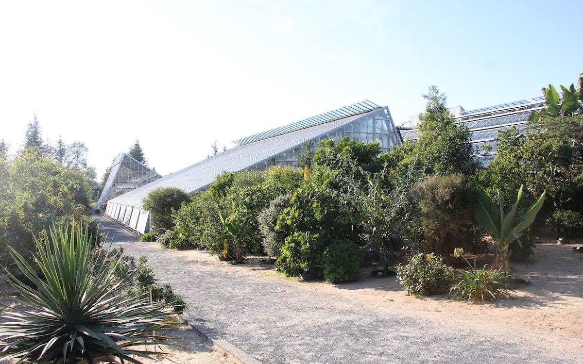 Die Kübel werden im Botanischen Garten Bayreuth in Sand eingegraben, so dass die Pflanzen vom Wind nicht umgeweht werden. 