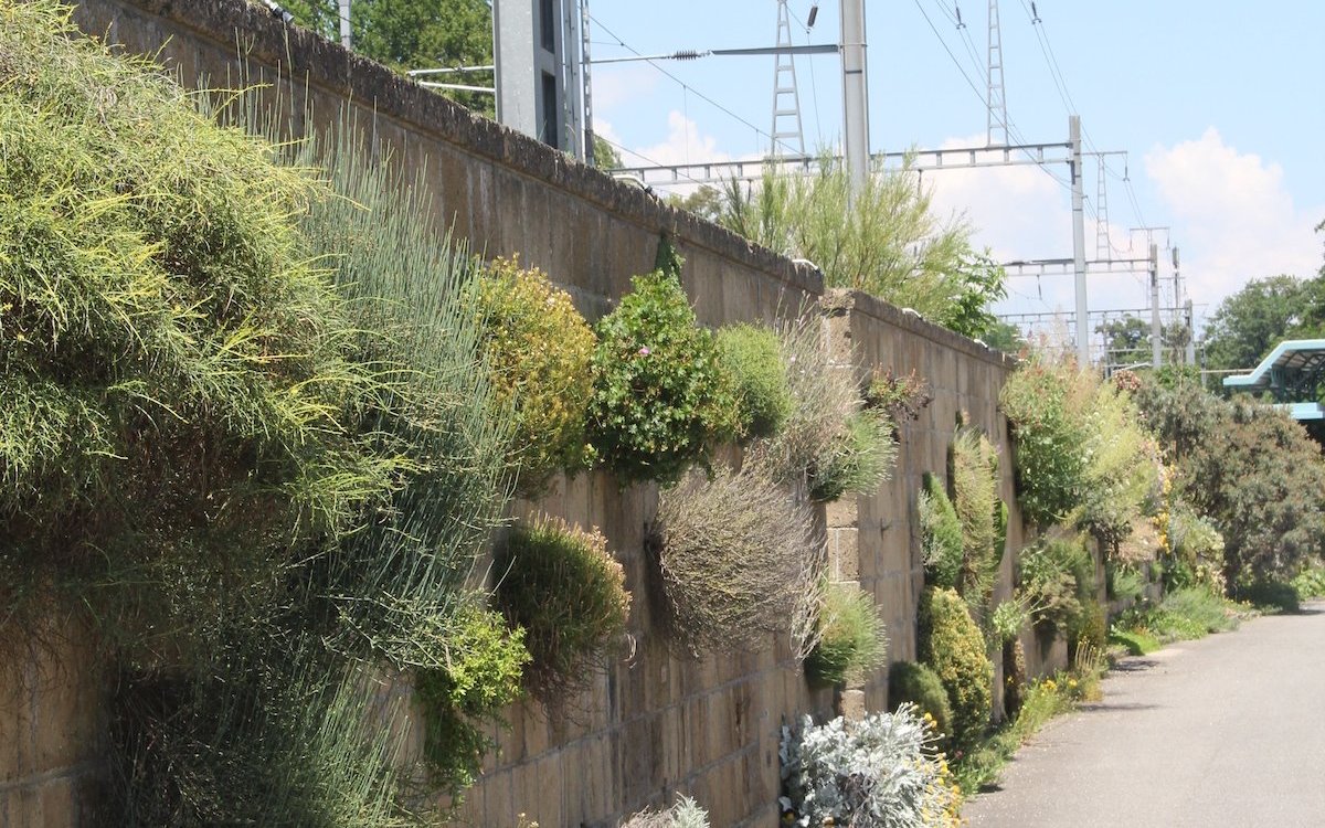 Ein Kompromiss ist diese Mauer im Botanischen Garten Genf, die aus rechteckigen Bausteinen, die mit Mörtel zusammengefügt wurden, besteht. Die Mauer weist aber Nischen auf, wo Pflanzen angesiedelt wurden. So wird eine Mauer dekorativ und zum Lebensraum. 