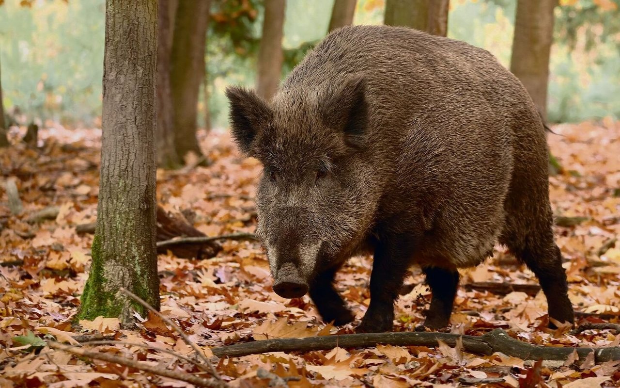 Das Wildschwein im Wald.