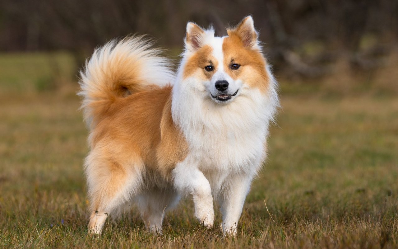 Der Islandhund ist ein mittelgrosser, kräftig gebauter Hund mit dichtem, wetterfestem Fell, aufrechten Ohren, einer gerollten Rute und einem fröhlichen Ausdruck.