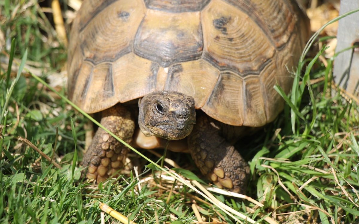 Die Griechische Landschildkröte folgt auch nördlich der Alpen ihrem natürlichen Zyklus und braucht Licht und Wärme. 