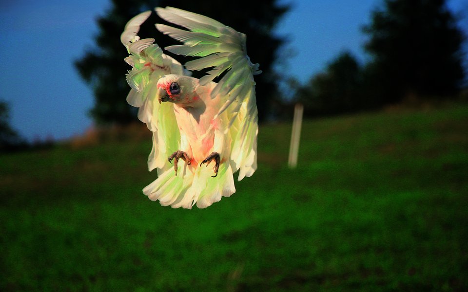 Der weisse Nacktaugenkakadu Nulu fliegt über die Juraweide. 